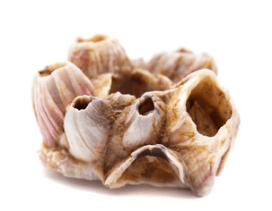 Barnacles
