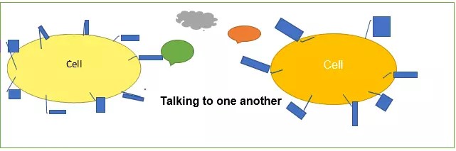 Cell to cell signaling