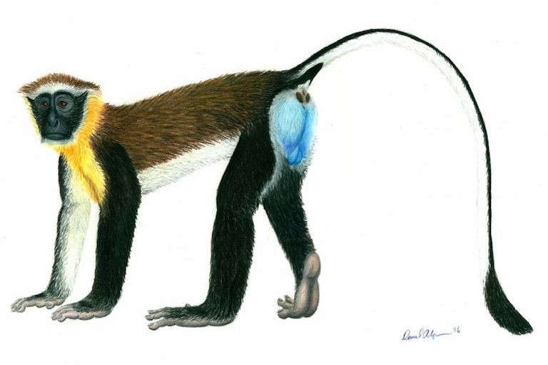 Monkeys and use of animals