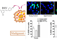 Prevent cancer recurrence with new resveratrol and&nbsp;copper