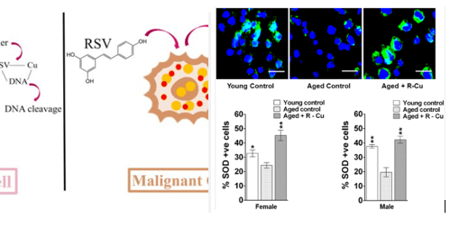 Prevent cancer recurrence with new resveratrol and&nbsp;copper