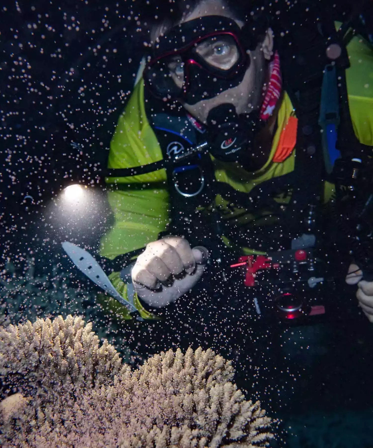 great barrier reef spawning