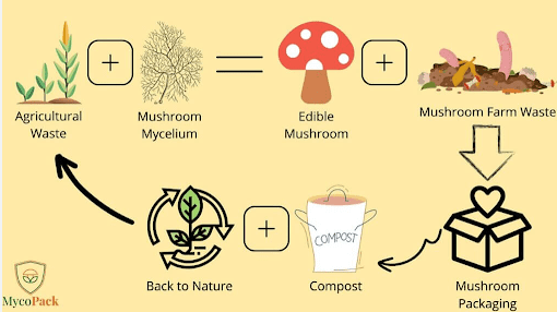 Mushroom eco-friendly food packaging